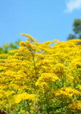 Seaside Goldenrod (Solidago sempervirens)